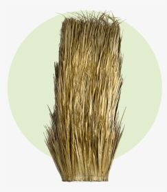 Grass, HD Png Download, Transparent PNG