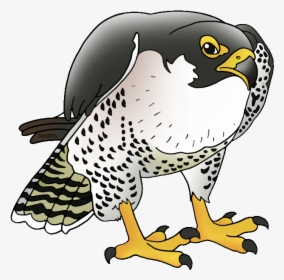 Peregrine Falcon Falcon Clip Art, HD Png Download, Transparent PNG