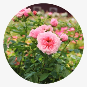 Rose Plants - Floribunda, HD Png Download, Transparent PNG