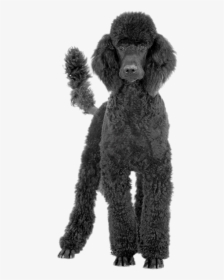 Black Poodle - Poodle Transparent Background, HD Png Download, Transparent PNG