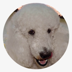 Transparent Goldendoodle Png - Standard Poodle, Png Download, Transparent PNG