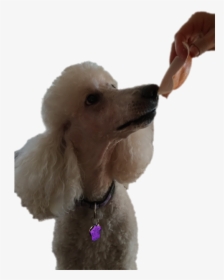 Standard Poodle Miniature Poodle Toy Poodle Puppy - Standard Poodle, HD Png Download, Transparent PNG