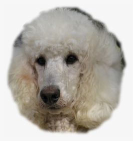 Transparent Poodle Png - Standard Poodle, Png Download, Transparent PNG