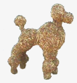 Toy Poodle , Png Download - Standard Poodle, Transparent Png, Transparent PNG