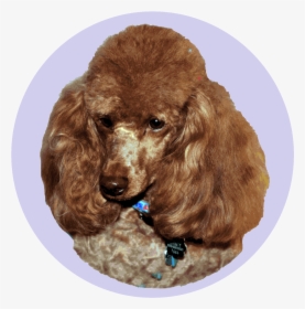 Standard-poodle - Standard Poodle, HD Png Download, Transparent PNG