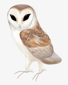 Western Barn Owl Tyto Alba - Barn Owl Clipart, HD Png Download, Transparent PNG