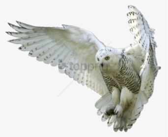 Bird,snowy Owl,bird Of - Snowy White Owl Flying, HD Png Download, Transparent PNG