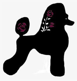 Rose City Standard Poodles - Standard Poodle, HD Png Download, Transparent PNG