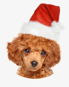Poodle Puppies, HD Png Download, Transparent PNG
