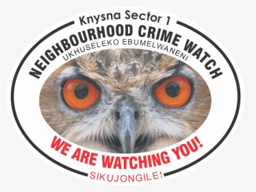 Owl With Big Eyes - Royal Life Saving Society Uk, HD Png Download, Transparent PNG