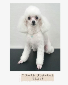 Miniature Poodle Toy Poodle Standard Poodle Puppy - Toy Poodle, HD Png Download, Transparent PNG