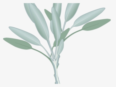 Transparent Eucalyptus Leaves Png - Sage Herb Clip Art, Png Download, Transparent PNG