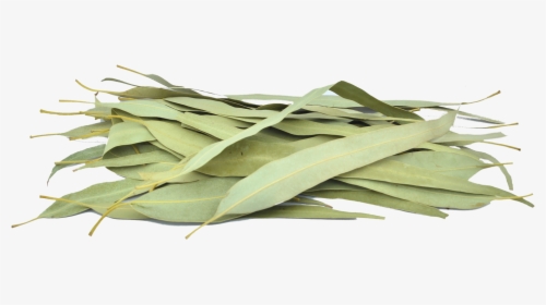 Organic Eucalyptus Leaves - Sage, HD Png Download, Transparent PNG