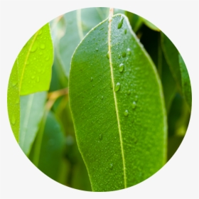 Eucalyptus Essential Oil Leaves, HD Png Download, Transparent PNG