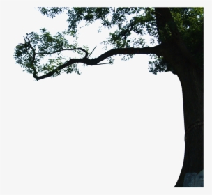 Transparent Eucalyptus Png - Twig, Png Download, Transparent PNG