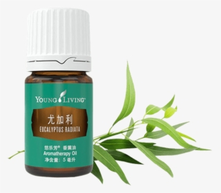 Eucalyptus Radiata Essential Oil - Young Living Essential Oil From Australia, HD Png Download, Transparent PNG