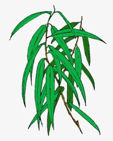 Transparent Eucalyptus Png - Eucalyptus, Png Download, Transparent PNG
