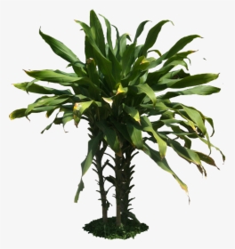 Arboles - Tropical Plants Transparent Background, HD Png Download, Transparent PNG