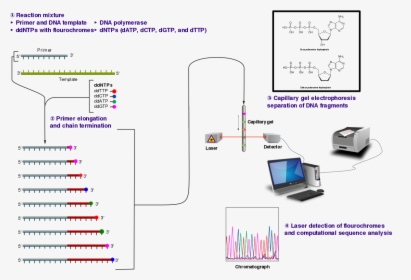 Sanger Sequencing - Sanger Sequencing Of Insulin, HD Png Download, Transparent PNG