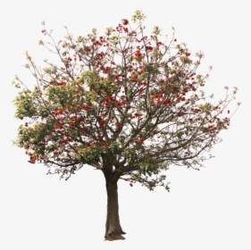 #arbol #tree #árboles #trees - Riberry, HD Png Download, Transparent PNG
