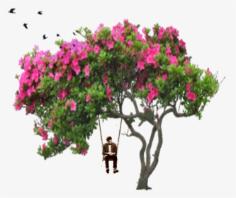 Ftestickers Tree People Birds Man Swing Bird Flower - Bougainvillea Tree Drawing, HD Png Download, Transparent PNG