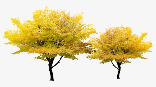 Tree Yellow Autumn Maple - Yellow Tree Png, Transparent Png, Transparent PNG