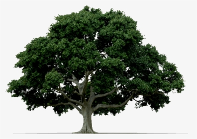 Arbor-day - Common Trees Billings Montana, HD Png Download, Transparent PNG