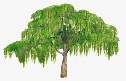 Thumb Image - Broad Leaved Tree, HD Png Download, Transparent PNG