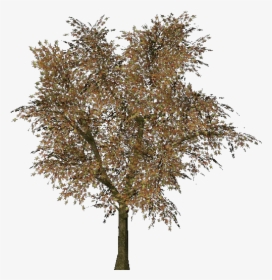 Norway Maple Tree Png, Transparent Png, Transparent PNG