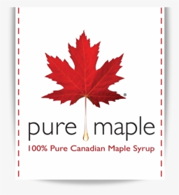Pure Maple Syrup - Red Maple Leaf Drawing, HD Png Download, Transparent PNG