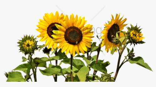 Free Png Sunflower Clipart Png Png Image With Transparent - Sunflowers Png, Png Download, Transparent PNG