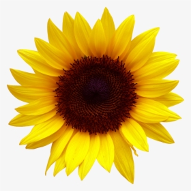 Sunflower Clipart Png, Transparent Png, Transparent PNG