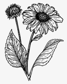 Sunflower Clipart Black And White - Sunflower Line Drawing, HD Png Download, Transparent PNG