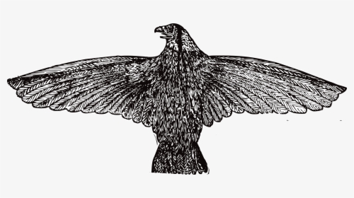 Eagle Clipart Chick - Vintage Illustration Png, Transparent Png, Transparent PNG