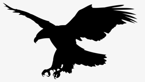 White Tailed Eagle Clipart Public Domain - Bald Eagle Png, Transparent Png, Transparent PNG