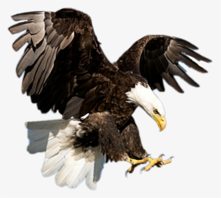 Transparent Bald Eagle Flying Png - American Bald Eagle Real, Png Download, Transparent PNG