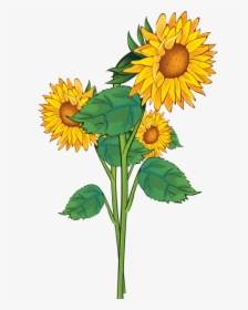 Sunflower Clipart, HD Png Download, Transparent PNG