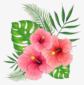 Hand Painted Summer Hibiscus Flower Png Transparent - Hibiscus Flower Transparent Background, Png Download, Transparent PNG