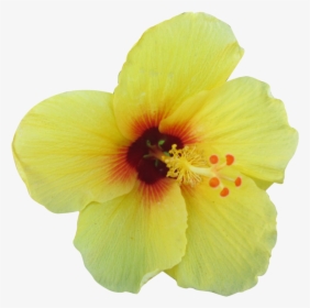 Yellow Hibiscus Png - Hawaiian Hibiscus Flower Transparent Background, Png Download, Transparent PNG