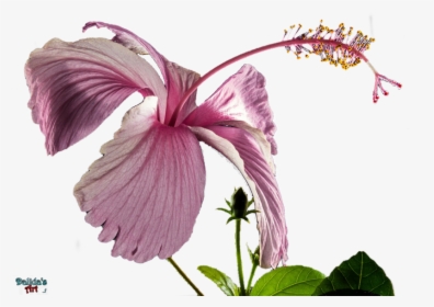 Hibiscus Png Transparent - Fleur Hibiscus Fond Transparent, Png Download, Transparent PNG