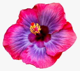 #hibiscus #flower #tumblr - Most Beautiful Hibiscus Flowers, HD Png Download, Transparent PNG