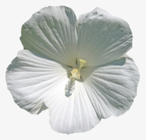 Transparent Spring Png - White Hibiscus Flower Png, Png Download, Transparent PNG