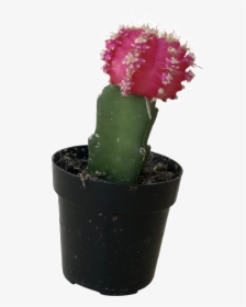 Clip Art Red Moon Cactus - Flowerpot, HD Png Download, Transparent PNG