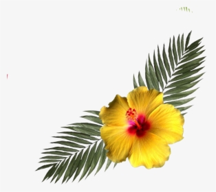 #hibiscus #flower #tropicalflower #corner #flowers - Chinese Hibiscus, HD Png Download, Transparent PNG