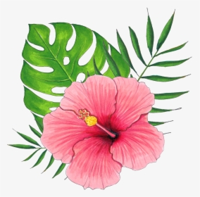 Hand Painted A Hibiscus Flower Png Transparent - Hawaiian Flowers Transparent Background, Png Download, Transparent PNG