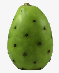 Cactus - Barbary Fig, HD Png Download, Transparent PNG
