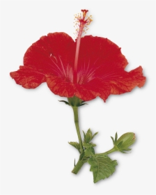 Petal Drawing Hibiscus - Petals And Sepals Of China Rose, HD Png Download, Transparent PNG