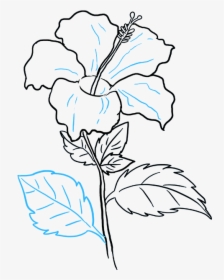 How To Draw Hibiscus - Hibiscus Flower Drawing Easy, HD Png Download, Transparent PNG
