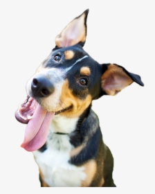 Happy Dog Png - Happy Dog Png Png, Transparent Png, Transparent PNG