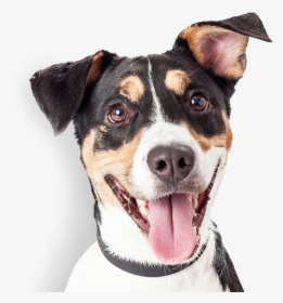 Happy Dog - Happy Dogs Images Free Download, HD Png Download, Transparent PNG